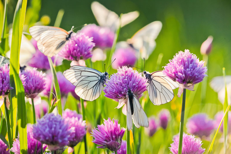 chives, allium schoenoprasum, herb, aromatic herb