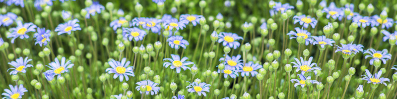 Daisy, Daisies, Blue Daisy, Blue Marguerite, Felicia amelloides