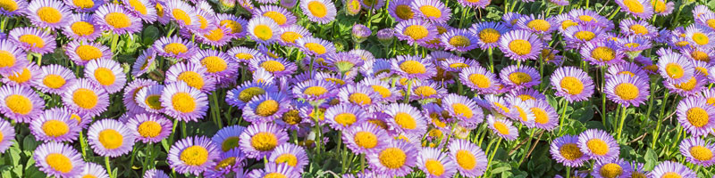 Daisy, Daisies, Erigeron glaucus, Seaside Fleabane, Seaside Daisy, Beach Aster, Pink flowers, Pink Groundcovers, Mediterranean Plants