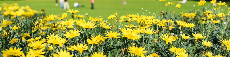 Daisy, Daisies, Golden Euryops, Golden Shrub Daisy, Grey-Leaved Euryops, Euryops pectinatus