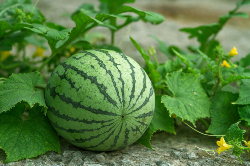 Watermelon, How to cut a watermelon, Watermelon calories, Watermelon salad, Watermelon benefits, Watermelon plant