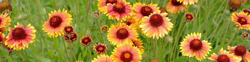 Daisy, Daisies, Indian Blanket,, Gaillardia Daisy, Gaillardia Daisies, Gaillardia pulchella, Firewheel