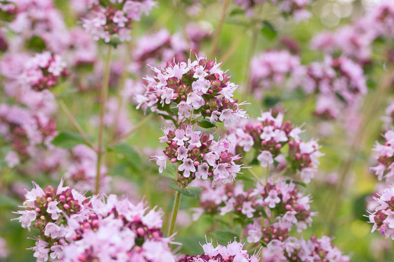 oregano, origanum vulgare, herb, aromatic herb