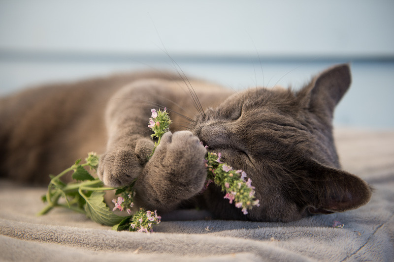 Captivating Catnip: Feline Fun & Fantastic Herbal Uses