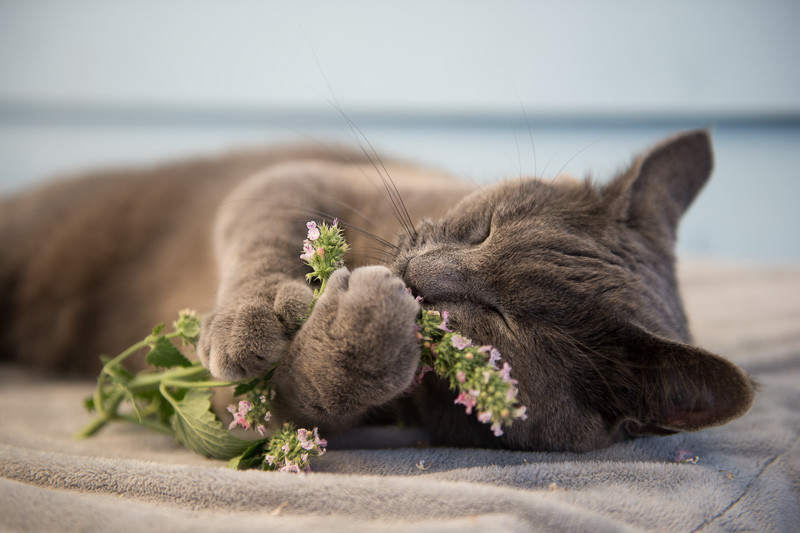 Catnip, Catnip Plant, Catnip Tea, Nepeta cataria, Catmint, Catnep, Cat in Clover, Cat's Heal-All