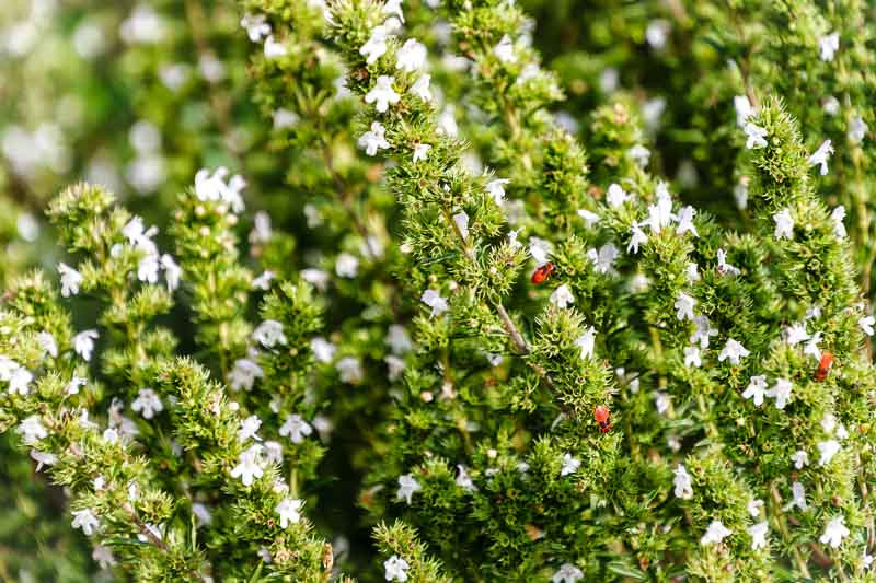Summer Savory, St Julian's Herb, Satyricon, Stone Basil