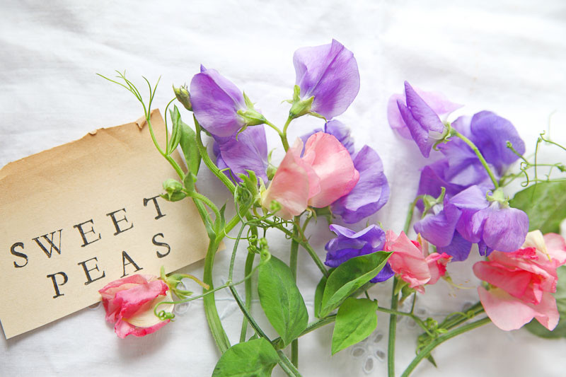 Sweet Peas, sweet Pea, April Birth Flower, Birth Flowers, Birth Month Flowers, Birth Flower, Month Birth Flower