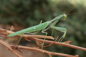 Sphodromantis viridis