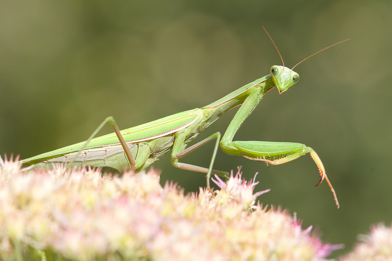 Praying mantis, Mantis religiosa, European Mantis