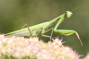 Praying mantis, European Mantis