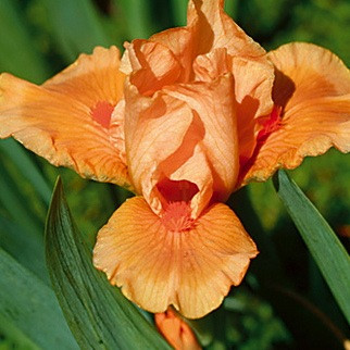 Bearded Iris Cameo Queen, Standard Dwarf Iris, Bearded Iris classification, Bearded iris types, Bearded iris information