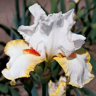 Bearded Iris Halloween Halo, Tall Bearded Iris, Bearded Iris classification, Bearded iris types, Bearded iris information