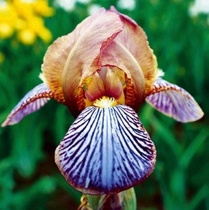 Bearded Iris Persona, Miniature Tall Iris, Bearded Iris classification, Bearded iris types, Bearded iris information