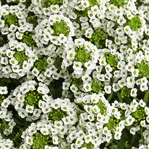 Alyssum Snow Crystal, Lobularia Snow Crystal, Fragrant plants, heat tolerant plants