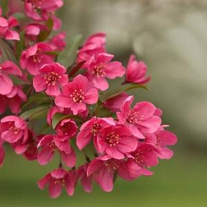 How To Choose The Right Flowering Crabapple For Your Garden