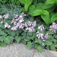 Hosta Stained Glass Plantain Lily
