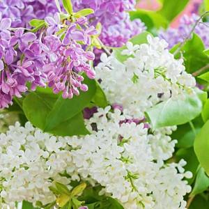 Syringa Vulgaris Yankee Doodle Lilac Syringa Vulgaris Yankee Doodle Lilac
