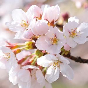 Late Season Flowering Cherry Trees For Your Garden