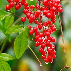 Nandina Domestica Heavenly Bamboo