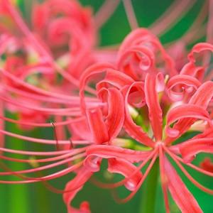 Lycoris Albiflora White Spider Lily Lycoris Albiflora White Spider Lily
