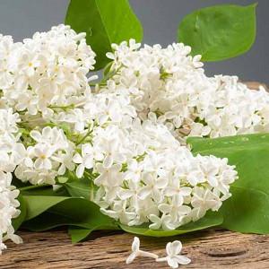 Syringa Vulgaris Yankee Doodle Lilac