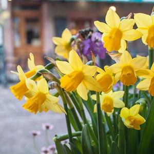 Narcissus Cheerfulness Double Daffodil