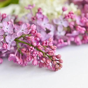 Lilacs, Lilac for the South, Fragrant Shrubs, Small Shrubs, Syringa vulgaris, Common Lilac, Dwarf Lilacs, Reblooming Lilacs, Heat tolerant Lilacs