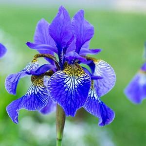 Caesars Brother Perennial \u2026 2 year divisions Siberian Iris