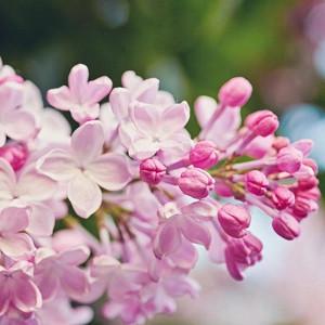 Syringa Vulgaris Yankee Doodle Lilac