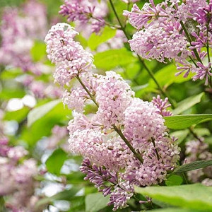 Lilacs, Lilac for the South, Fragrant Shrubs, Small Shrubs, Syringa vulgaris, Common Lilac, Dwarf Lilacs, Reblooming Lilacs, Heat tolerant Lilacs