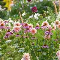 Best perennials for Dahlias, Dahlia companion plants, companion planting, Perennial Plants