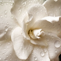 <p><span style="font-size:11px"><em>Some pictures are courtesy of <a href="https://www.gardenerdirect.com">Gardeners Direct</a>, <a href="http://www.123rf.com/profile_ivz">ivz / 123RF Stock Photo</a></em></span></p>