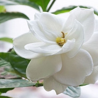 <p><span style="font-size:11px"><em>Copyright:&nbsp;ivz / 123RF Stock Photo,&nbsp;zigzagmtart / 123RF Stock Photo</em></span></p>