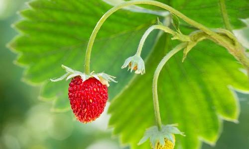 Fragaria, Fragaria x ananassa, Garden Strawberries, Red Berries, Strawberries,