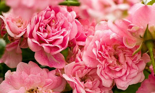 Best Roses, Best Hybrid Tea Roses, Best Floribunda Roses, Best Grandiflora Roses, Best Miniature Roses, Best Climbing Roses, Best Landscape Roses