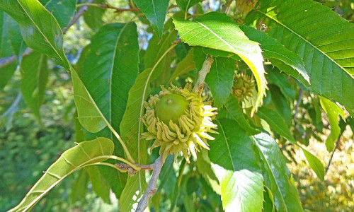 Native Plants, Invasive Plants, Quercus acutissima, Sawtooth Oak