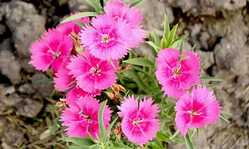 Perennial dianthus, , rock gardens, Dianthus deltoides, Dianthus gratianopolinatus, Maiden Pinks, Cheddar Pinks