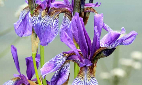 Best Siberian Iris, Best Iris Siberica, Siberian Iris best varieties, Iris Siberica best varieties, Bes Siberian flag, Dykes Medal, Morgan Award
