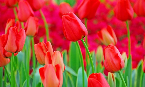 Tulips for Naturalizing, Tulips that come back, Best Tulips, Naturalizing Bulbs, perennial Bulbs, Perennial Tulips