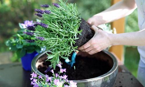 Lavender in pots, Lavender in containers, English Lavender, Spanish lavender, French Lavender, Common lavender, True Lavender, lavandula angustifolia, lavandula stoechas, How to grow lavender, How to care for lavender