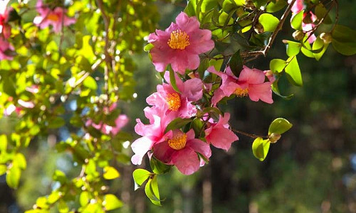 Espaliered Camellias, How to espalier Camellias, Best Camellias for Espaliers