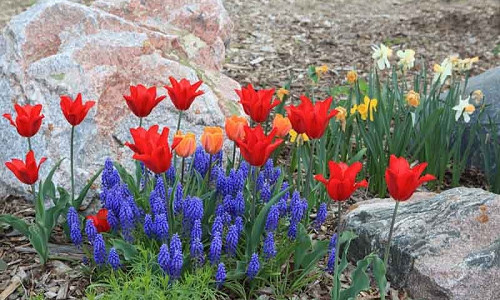 Naturalizing bulbs, Bulbs that come back, Perennial Bulbs, Bulbs for Rock Gardens, Perennial Crocus, Perennial Narcissus, Perennial Tulips, Perennial Galanthus, Perennial Anemones, Snowdrops, Bulbs in Rock Gardens