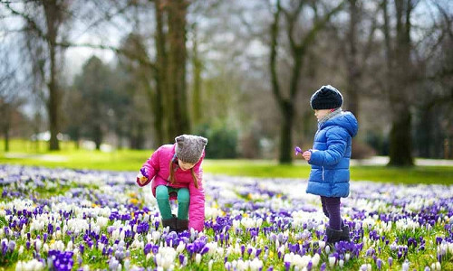 Naturalizing bulbs, Bulbs that come back, Perennial Bulbs, Perennial Crocus, Perennial Narcissus, Perennial Scilla, Perennial Galanthus, Perennial Anemones, Snowdrops, Naturalizing Daffodils, Bulbs in Lawn