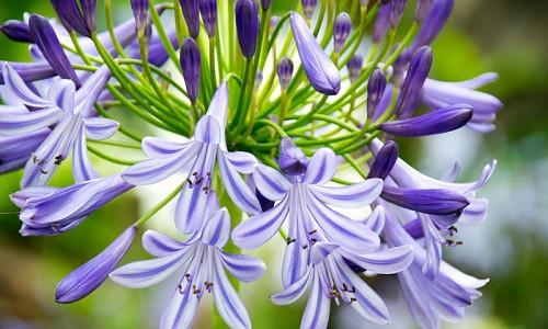 Agapanthus, lily of the Nile, African Lily, Blue flower, purple flower, agapanthus Africanus, Agapanthus Umbellatum, Evergreen Perennials,