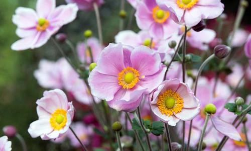 Japanese Anemones, Windflowers, Anemone tomentosa, Grapeleaf Anemones, Anemone x Hybrida, fall flowers, Fall perennials, white flowers, pink flowers, companion plants