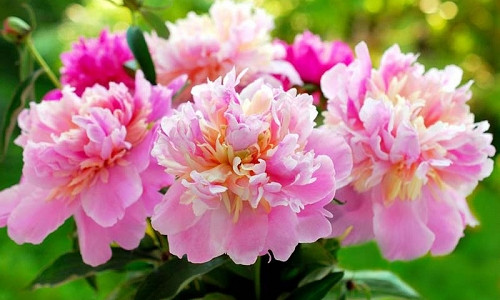 Peonies, How to care for Peonies, Planting Peonies, Growing Peonies, Peonies care, Peony Flower, Peony