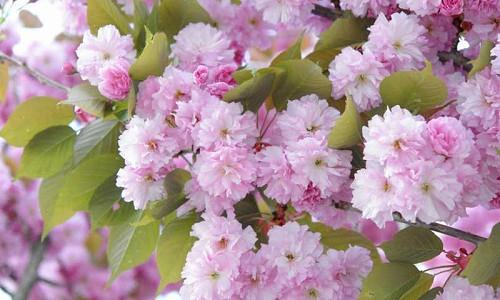 Japanese Flowering Cherries, Flowering Cherries, Blooming season Flowering Cherries, Sakura, Fragrant Cherry Blossom,  Higan cherry,Yoshino Cherry, Fuji cherry