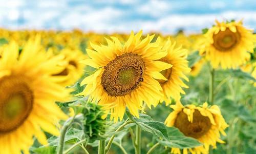 Annual Sunflowers, Perennial Sunflowers, Planting Sunflowers, Growing Sunflowers, Caring for Sunflowers