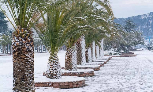 Hardy Palms, Cold-Hardy Palms, Trachycarpus, Brahea, Chamaerops humilis, dwarf fan palm, Mexican blue palm, jelly palm, Chilean wine palm, Phoenix