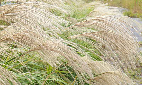 How to choose Miscanthus, How to choose Ornamental Grasses, How to choose Japanese Silver Grasses, Chinese Silver Grasses Selection Guide, Maiden Grasses Selection Guide, Eulalia Selection Guide